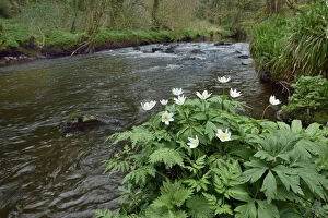 Robert Thompson Collection: Wood anemone (Anemone nemorosa) by river, Co. Armagh, Northern Ireland