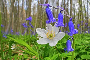 Ranunculaceae Prints: Wood anemone (Anemone nemorosaa) and Bluebells (Hyacinthoides non-scripta) in flower in beech forest in spring