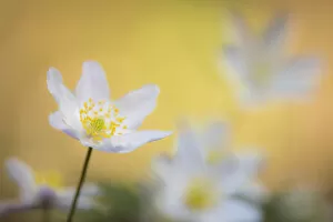 2018 December Highlights Gallery: Wood anemone flower (Anemone nemorosa) Devon, UK. April