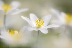 2020 September Highlights Collection: Wood anemone flowers (Anemone nemorosa) RHS Rosemoor, near Great Torrington, Devon, UK