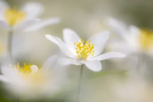 Ranunculaceae Prints: Wood anemone flowers (Anemone nemorosa) RHS Rosemoor, near Great Torrington, Devon, UK