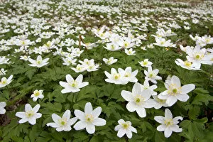 Images Dated 20th May 2010: Wood anemones (Anemone nemorosa) growing in profusion on woodland floor, Scotland