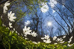Wood Anemones (Anemone nemorosa) carpeting a woodland floor, low angle fish eye view