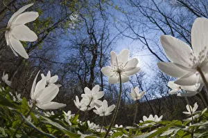 Optimistic Prints: Wood Anemones (Anemone nemorosa) in flower on woodland floor, low angle fish eye view