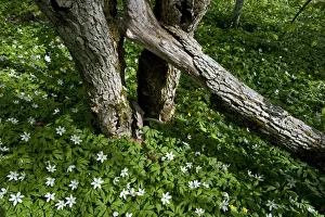 Trunks Prints: Wood anemones (Anemone nemorosa) flowering around partially fallen tree