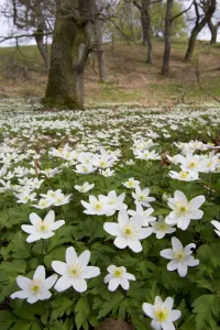 Wood anemones (Anemone nemorosa) growing in profusion on woodland floor, Scotland