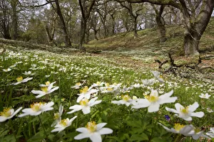 Anemone Prints: Wood anemones (Anemone nemorosa) growing in profusion on woodland floor, Scotland