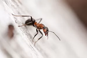 Ants Gallery: Wood ant (Formica rufa) Arne RSPB reserve, Dorset, England, UK, July