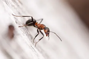 Ants Gallery: Wood ant (Formica rufa) Arne RSPB reserve, Dorset, England, UK, July