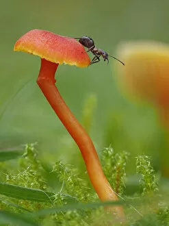 Wood ant (Formica rufa) on Waxcap fungus (Hygrocybe sp). Buckinghamshire, England, UK