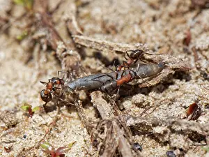 Dorset Prints: Three Wood ant (Formica rufa) workers dragging caterpillar prey back to their nest in sandy heathland