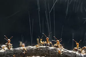 Ants Gallery: Wood Ant (Formica rufa) workers on top of their nest synchronise ejection of formic