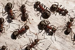 Groups Collection: Wood ants (Formica rufa), Arne RSPB reserve, Dorset, England, UK, September