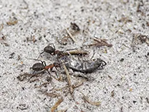 Heathland Prints: Two Wood ants (Formica rufa) female workers