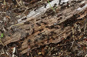 Formicidae Prints: Wood ants (Formica rufa) swarming over nest on rotten log