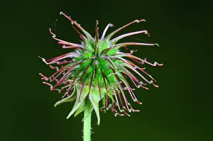 Rosanae Prints: Wood avens (Geum urbanum) seed pod, Dorset, UK. Studio shot