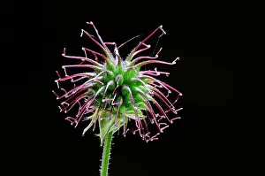 Rosanae Prints: Wood avens (Geum urbanum) seed pod on black background