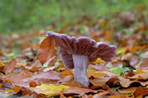 Fungi Prints: Wood blewit (Lepista nuda) growing in mixed woodland