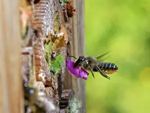 Megachile Prints: Wood-carving leafcutter bee (Megachile ligniseca)