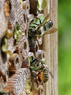 Megachile Prints: Two Wood-carving leafcutter bee (Megachile ligniseca)