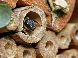 Megachile Prints: Wood-carving leafcutter bee (Megachile ligniseca) female