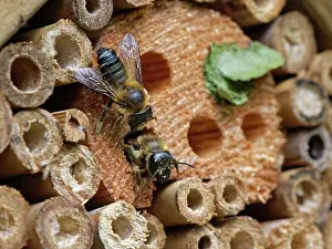 Megachile Prints: Wood-carving leafcutter bee (Megachile ligniseca) female