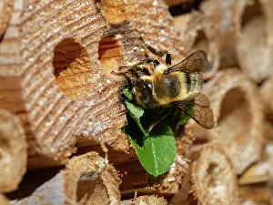 Megachile Prints: Wood-carving leafcutter bee (Megachile ligniseca) female