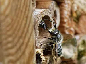 Megachile Prints: Wood-carving leafcutter bee (Megachile ligniseca) female