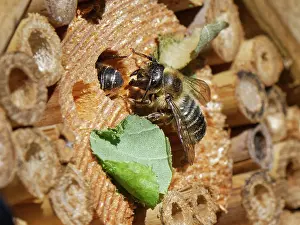 Megachile Prints: Wood-carving leafcutter bee (Megachile ligniseca) female