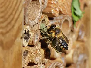 Megachile Prints: Wood-carving leafcutter bee (Megachile ligniseca) female