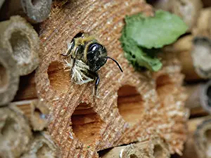 Labiatae Prints: Wood-carving leafcutter bee (Megachile ligniseca) female