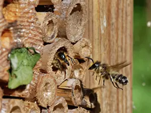 Megachile Prints: Wood-carving leafcutter bee (Megachile ligniseca) female