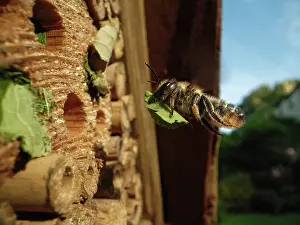 Foliage Prints: Wood-carving leafcutter bee (Megachile ligniseca) female