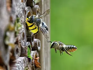 Megachile Prints: Wood-carving leafcutter bee (Megachile ligniseca) female
