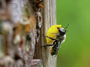 Megachile Prints: Wood-carving leafcutter bee (Megachile ligniseca) female