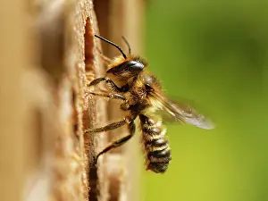 Megachile Prints: Wood-carving leafcutter bee (Megachile ligniseca) male