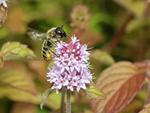 Labiatae Prints: Wood-carving leafcutter bee (Megachile ligniseca) nectaring on Water mint (Mentha aquatica) flowerhead in a garden pond
