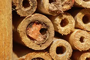 Megachile Prints: Wood-carving leafcutter bee (Megachile ligniseca) nest cell with an exit hole chewed out in spring
