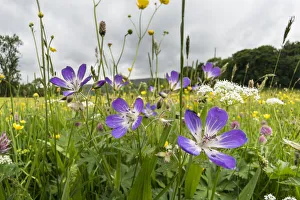 2020 April Highlights Prints: Wood cranesbill (Geranium sylvaticum) growing at Muker Meadows in Swaledale, Yorkshire