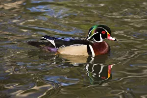 American Wood Duck Gallery: Wood duck (Aix sponsa) drake in breeding plumage, paddling, Orange, California, USA