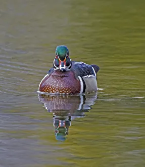 Wood duck (Aix sponsa) male in breeding plumage. Acadia National Park, Maine, USA. April