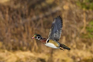 North American Birds Collection: Wood Duck (Aix sponsa). Male in breeding plumage flying at sunset. Acadia National Park, Maine, USA