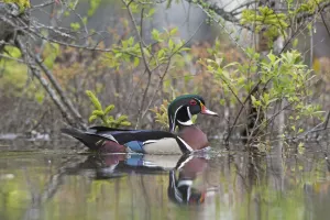 Wood duck (Aix sponsa). male in breeding plumage. Acadia National Park, Maine, USA. May
