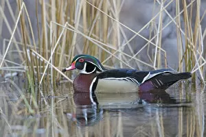 American Wood Duck Gallery: Wood duck (Aix sponsa) male in breeding plumage. Acadia National Park, Maine, USA. April