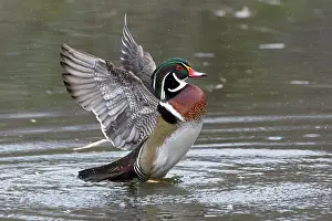 Drakes Prints: Wood duck (Aix sponsa) male in breeding plumage