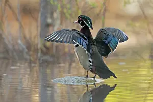 Carolina Wood Duck Prints: Wood duck (Aix sponsa) male in breeding plumage