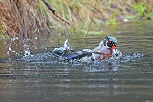 Anatidae Prints: Wood duck (Aix sponsa) male in breeding plumage
