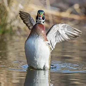 Anatidae Prints: Wood duck (Aix sponsa) male in breeding plumage
