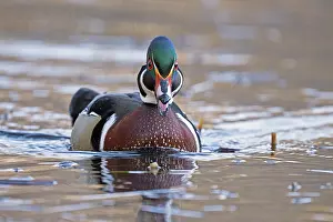 Anatidae Prints: Wood duck (Aix sponsa) male in breeding plumage