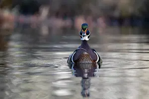 Anatidae Prints: Wood duck (Aix sponsa) male in breeding plumage